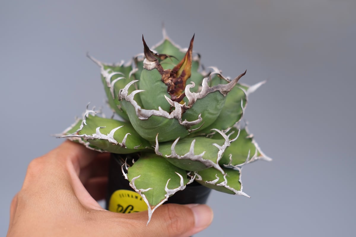 agave titanota Caesar アガベ　チタノタ　シーザー　親株 アガベ チタノタ シーザー 凱撒/cae-01 | アガベ専門店 モンスターハウス