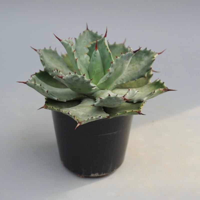 アガベ イシスメンシス 実生株 Agave isthmensis 002 | Sunny Br