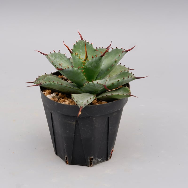 曲刺八雷（八荒殿×雷神 Agave macroacantha × potatorum）八荒