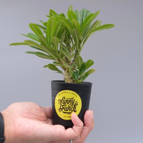 ドルステニアギガス　実生D ドルステニアギガス | STORES