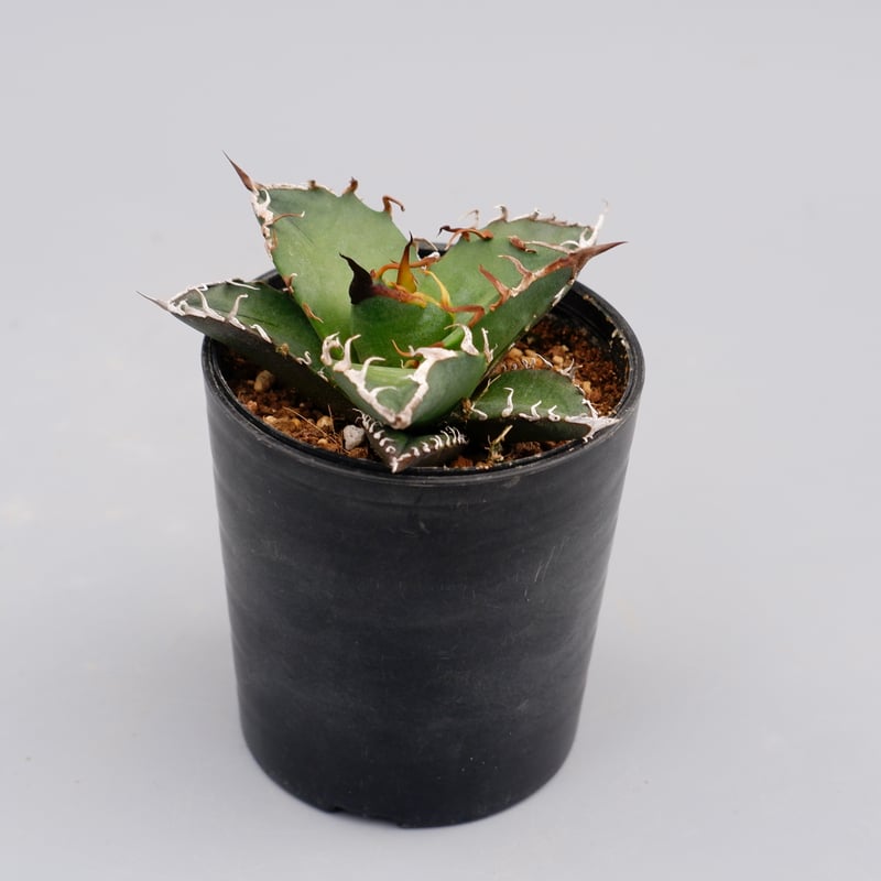 アガベ　チタノタ　シーザー アガベ チタノタ シーザー Agave titanota caesar 088 | Sunny