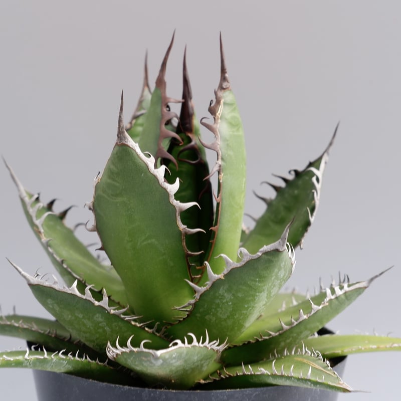 引き取り限定 実生 agave horrida ssp. horrida seed grown Agave horrida ssp perotensis - one-of-a-kind