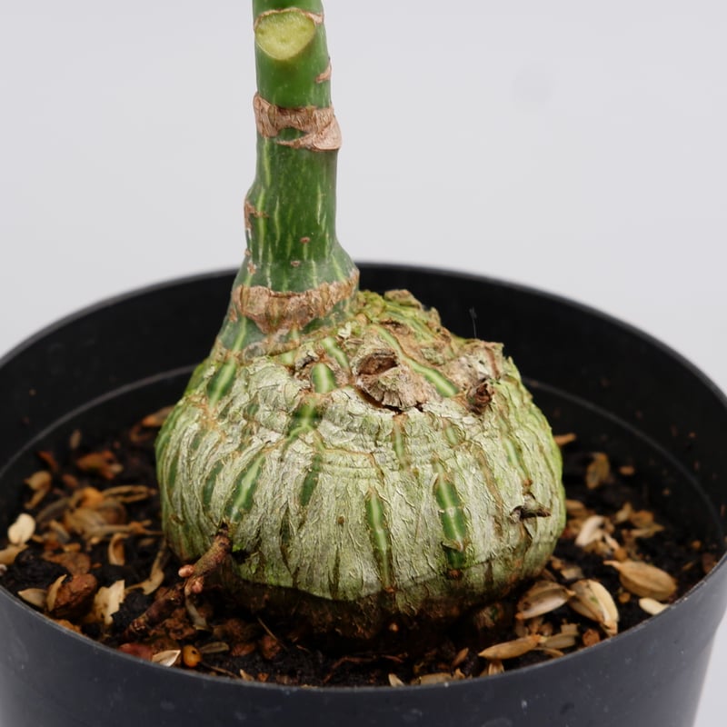 まんまる型 プセウド ボンバックス 021 Pseudobombax ellipticum