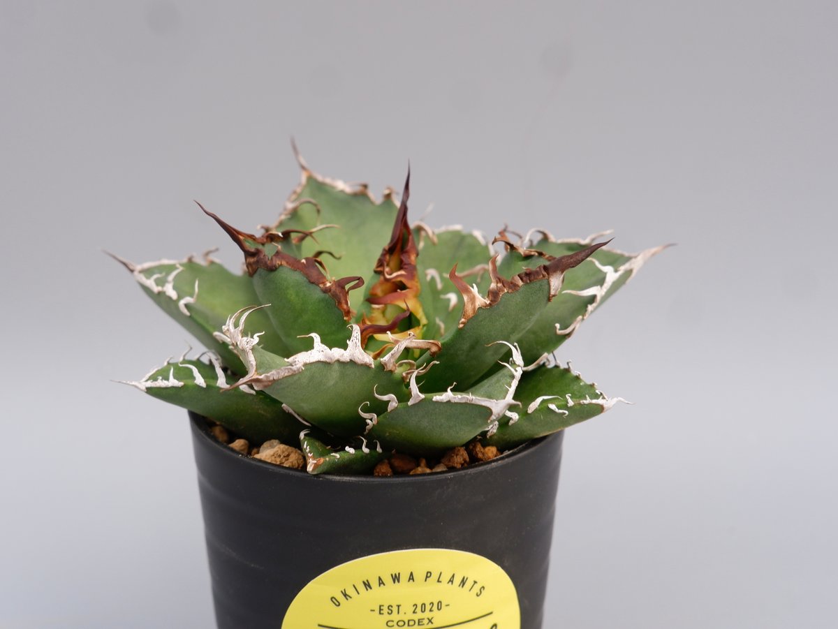 アガベ チタノタ シーザー Agave titanota caesar 142 | Sunny