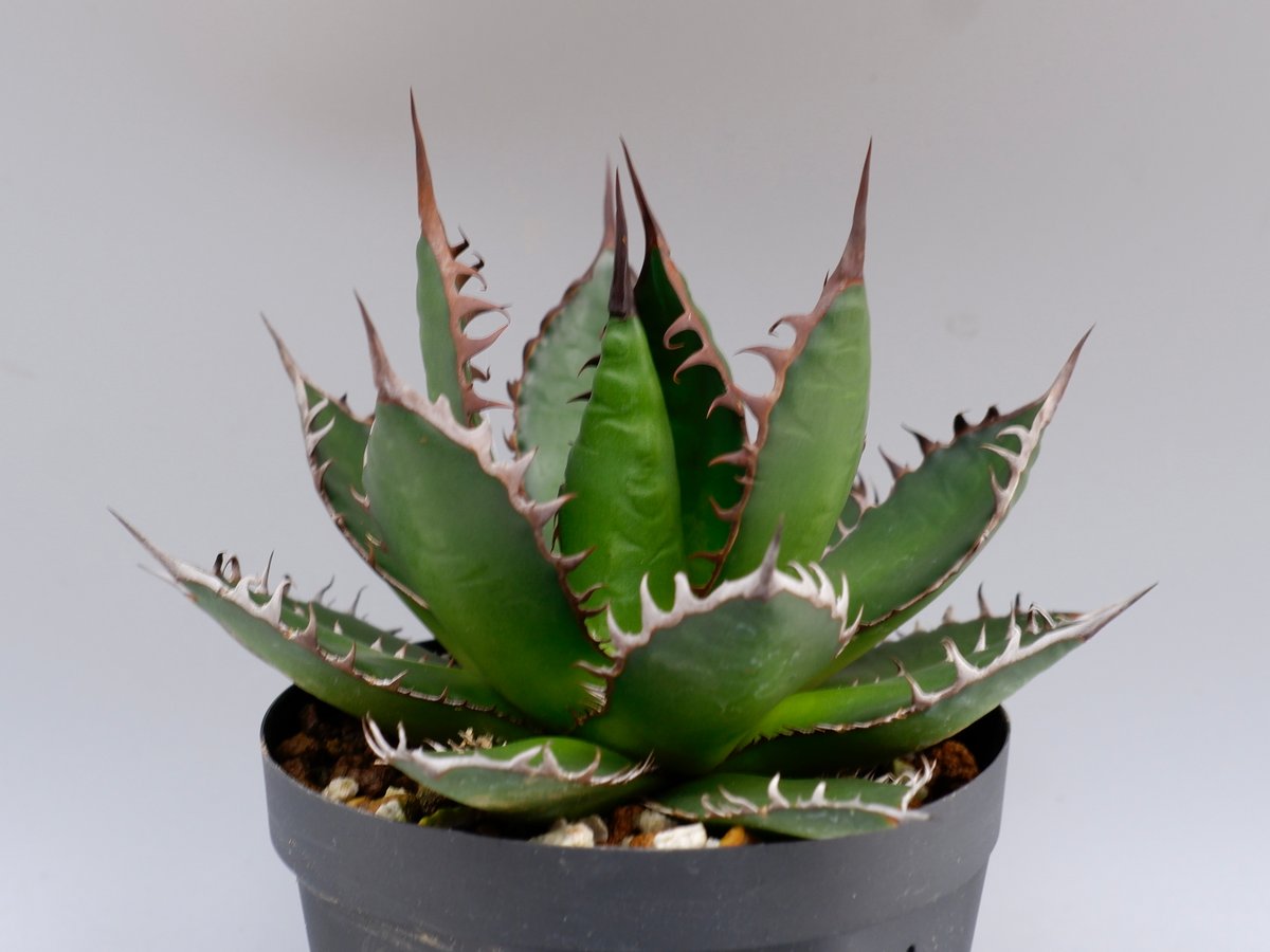 アガベ　ホリダ agave-horrida-32-05_1d1a0dbf-