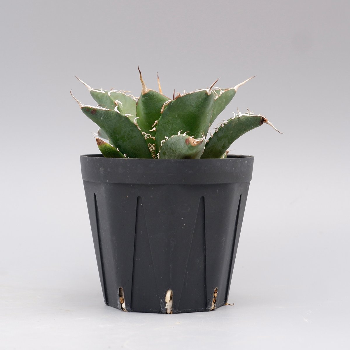 アガベ オテロイ 実生株 Agave oteroi seeding 095 | Sunny