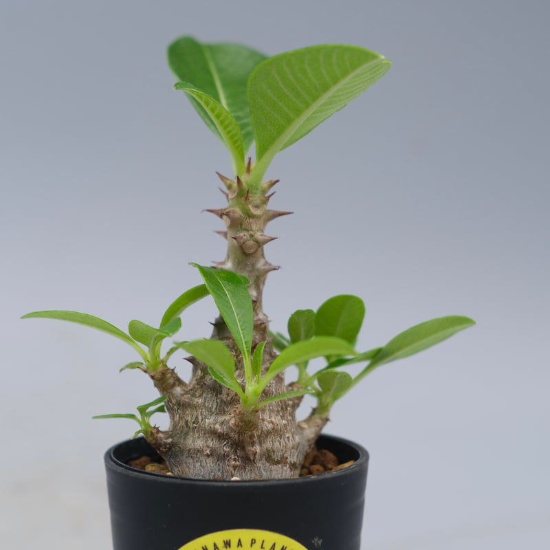 パキポディウム ウィンゾリー 実生株 053 Pachypodium windsorii |