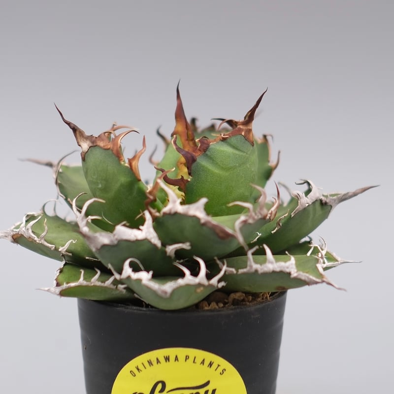 アガベ チタノタ シーザー Agave titanota caesar 148 | Sunny