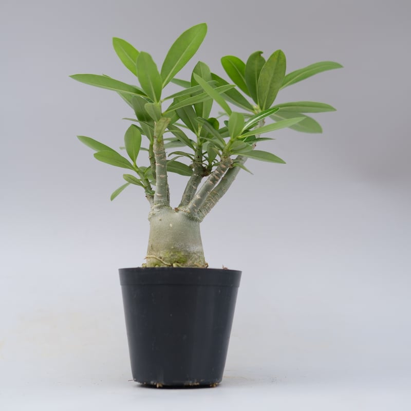 アデニウム ソマレンセ 実生株 Adenium somalense 007 | Sunny B