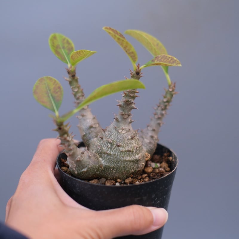 EMP パキポディウム ウィンゾリー 実生 / Pa85 EMP パキポディウム ウィンゾリー 実生 / Pa85