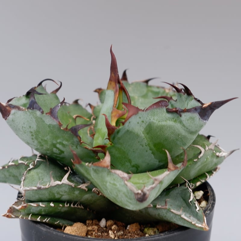 アガベ チタノタ ブラックアンドブルー Agave titanota BB 084 | Sun