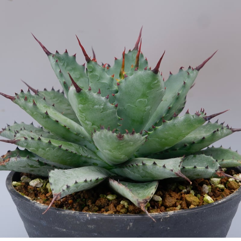 曲刺八雷（八荒殿×雷神 Agave macroacantha × potatorum）八荒雷神