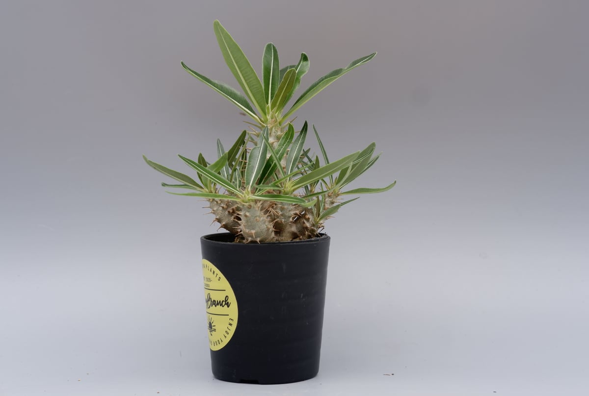 パキポディウム カクチペス 実生株 012 Pachypodium cactipes