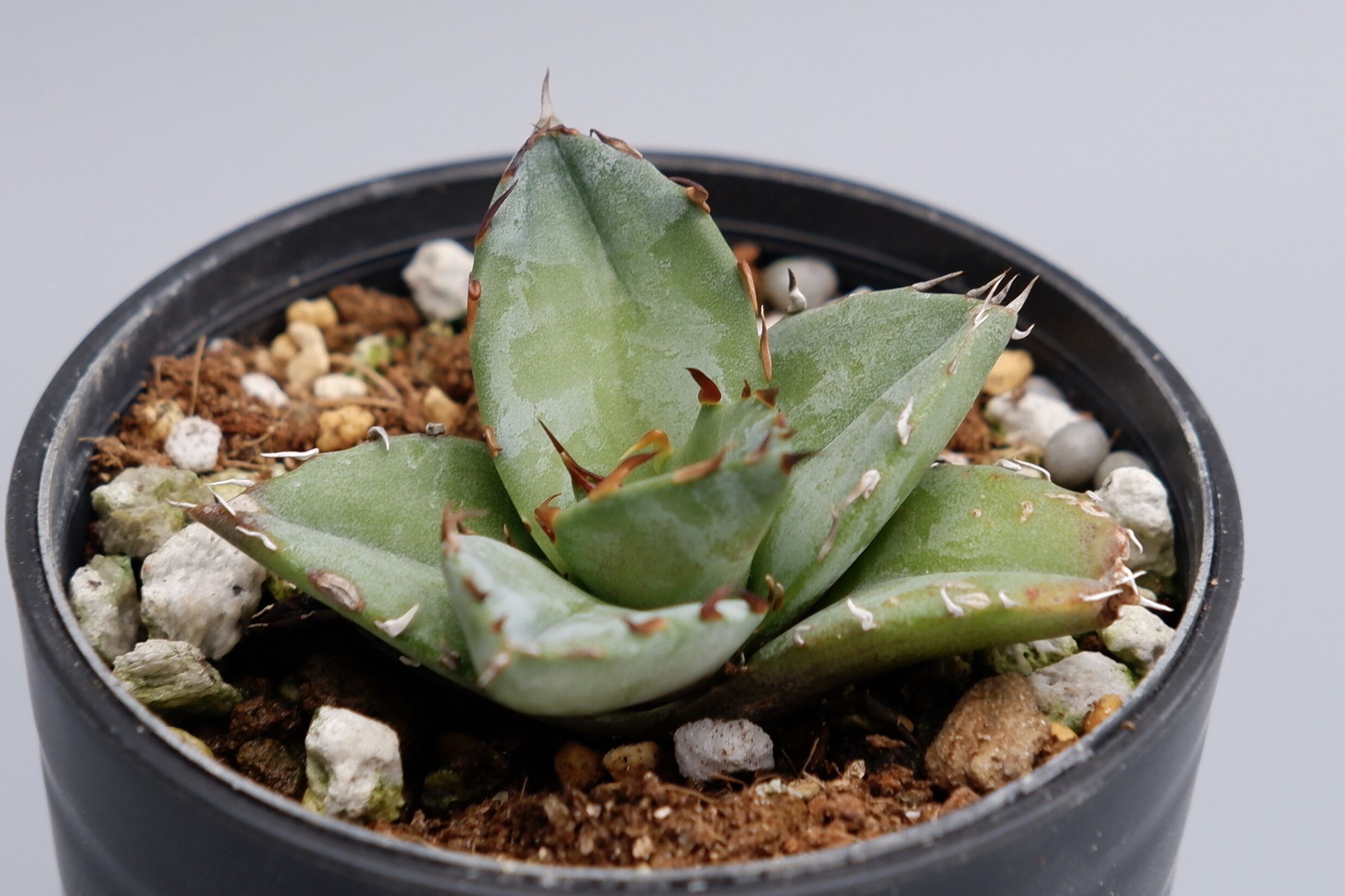 アガベ オテロイ 実生株 Agave oteroi seeding 024 | Sunny