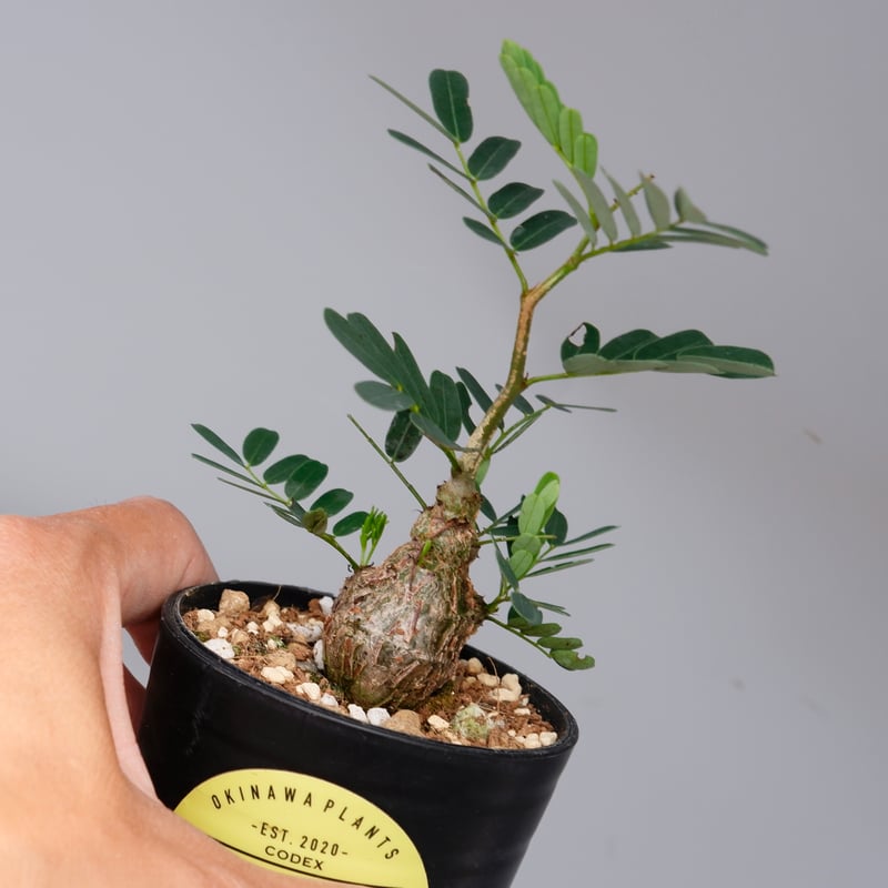 売り尽くし！ 実生 センナメリディオナリス センナ 灌木 コーデックス 6株 センナ メリディオナリス 【市場価値も高騰中！！盆栽のような