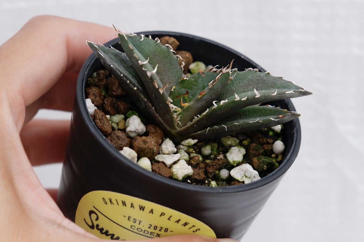 親株　アガベチタノタ白鯨　Agave titanota white whale アガベ・チタノタ白鯨（覆輪）中-004｜agave titanota white