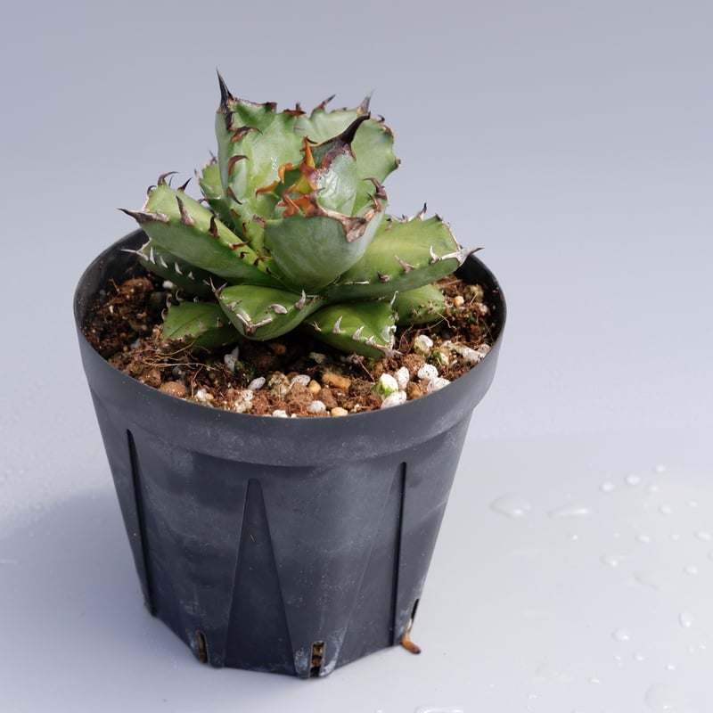 アガベ チタノタ 姫厳竜026 Agave titanota | Sunny Branch