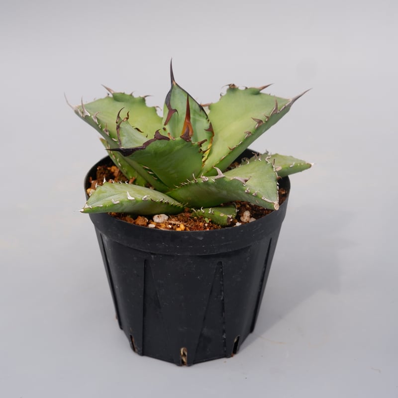 AGAVE OTEROI 2024 実生　選抜株 AGAVE OTEROI 2024 実生 選抜株