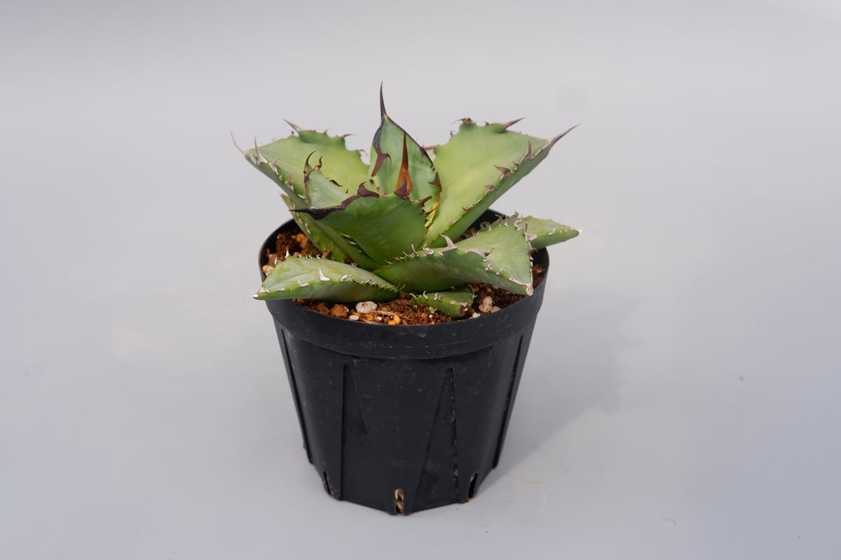 アガベ オテロイ 実生株 Agave oteroi seeding 101 | Sunny