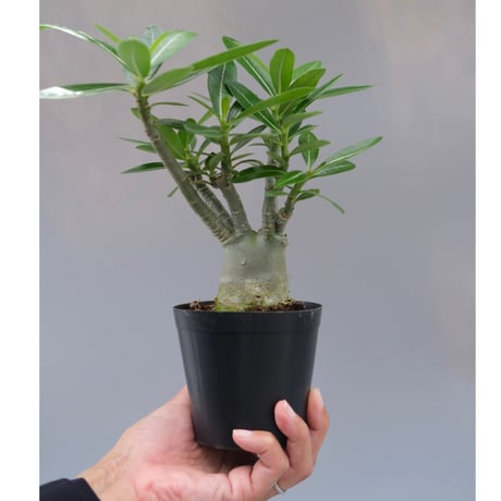 アデニウムソマレンセ | STORES