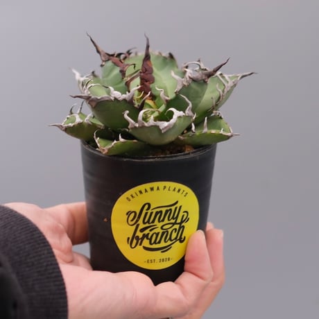 アガベシーザー | STORES