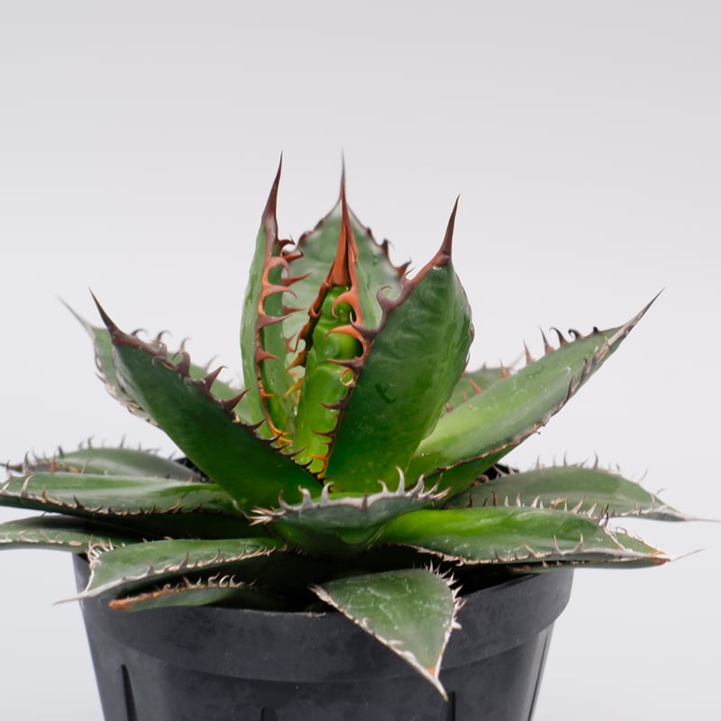 アガベ ホリダ 041 Agave horrida 強棘 | Sunny Branch