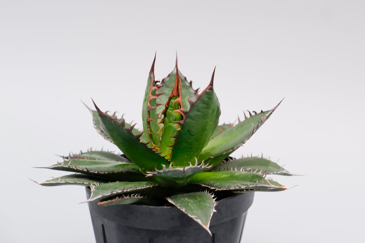 アガベホリダ極上株　Agave horrida No.AHRD011 アガベホリダ極上株 Agave horrida No.AHRD011