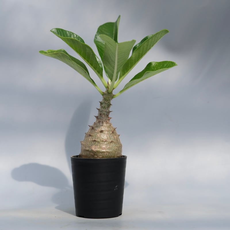 実生株　パキポディウム ウィンゾリー⑥ パキポディウム ウィンゾリー 実生株 066 Pachypodium windsorii