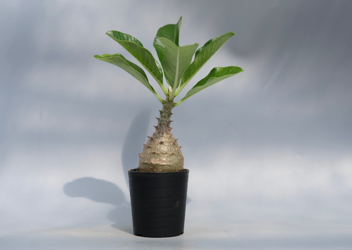 実生株　パキポディウム ウィンゾリー⑥ パキポディウム ウィンゾリー 実生株 057 Pachypodium windsorii