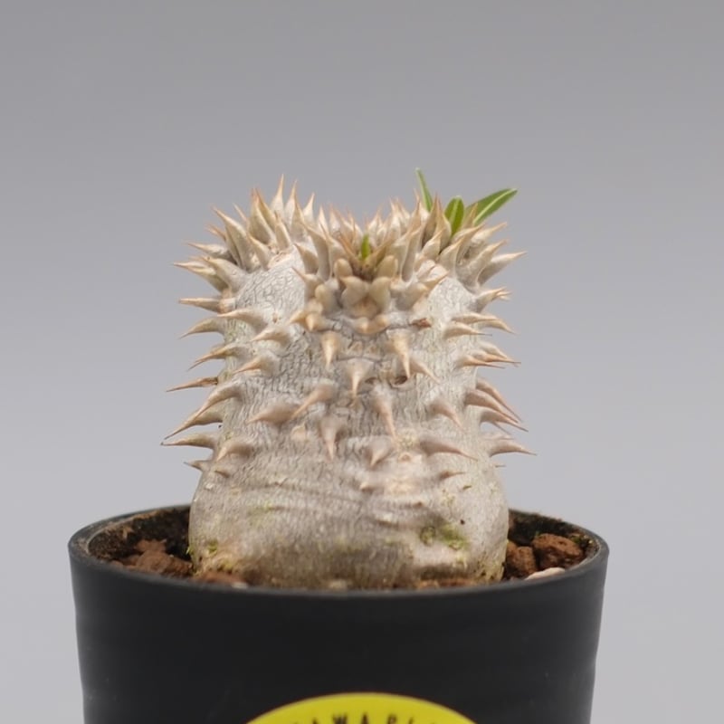パキポディウム ブレビカリックス 実生株 Pachypodium densiflorum va