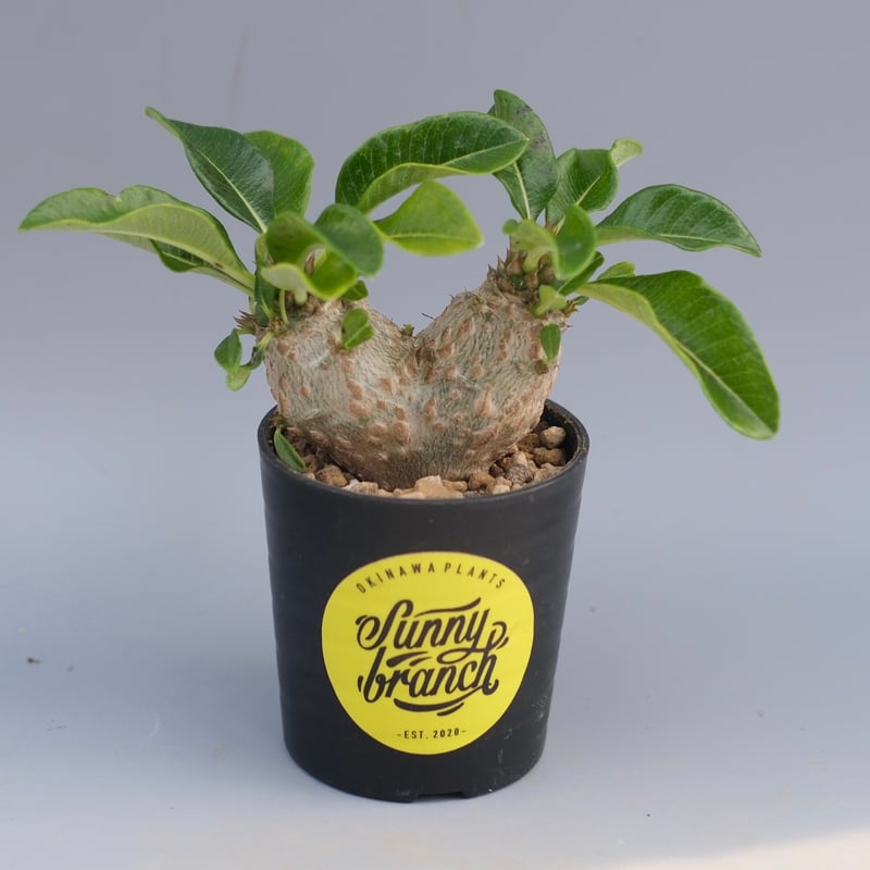 パキポディウム ウィンゾリー 実生株 095 Pachypodium windsorii |