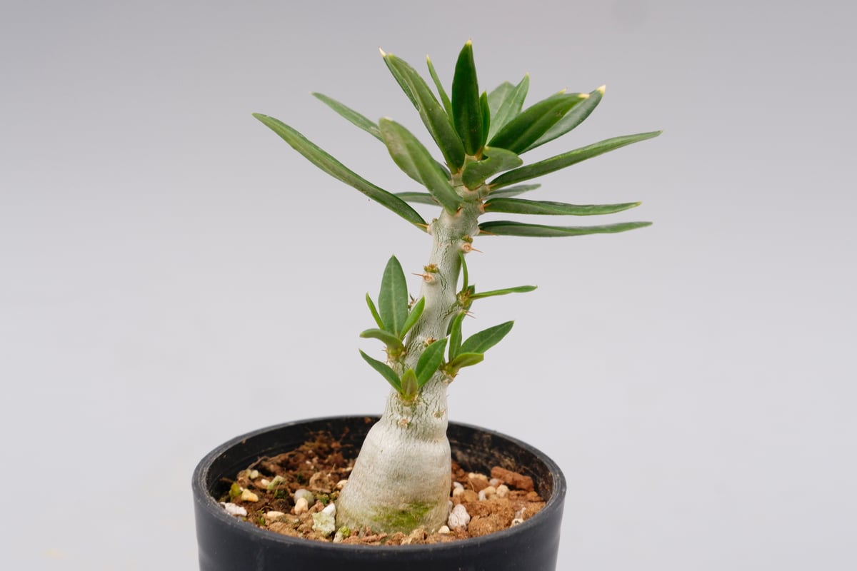 パキポディウム ビスピノーサム Pachypodium bispinosum 007 | Su パキポディウム ビスピノーサム Pachypodium bispinosum 007 | Su