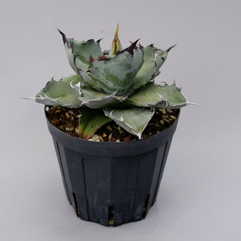 アガベ チタノタ ブラックアンドブルー Agave titanota BB 032 | Sun