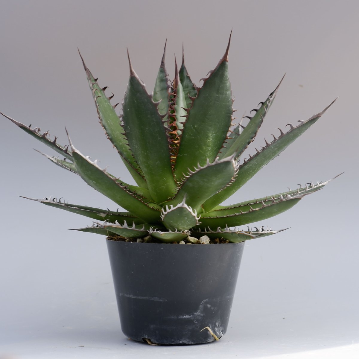 アガベ ホリダ 036 Agave horrida 強棘 | Sunny Branch