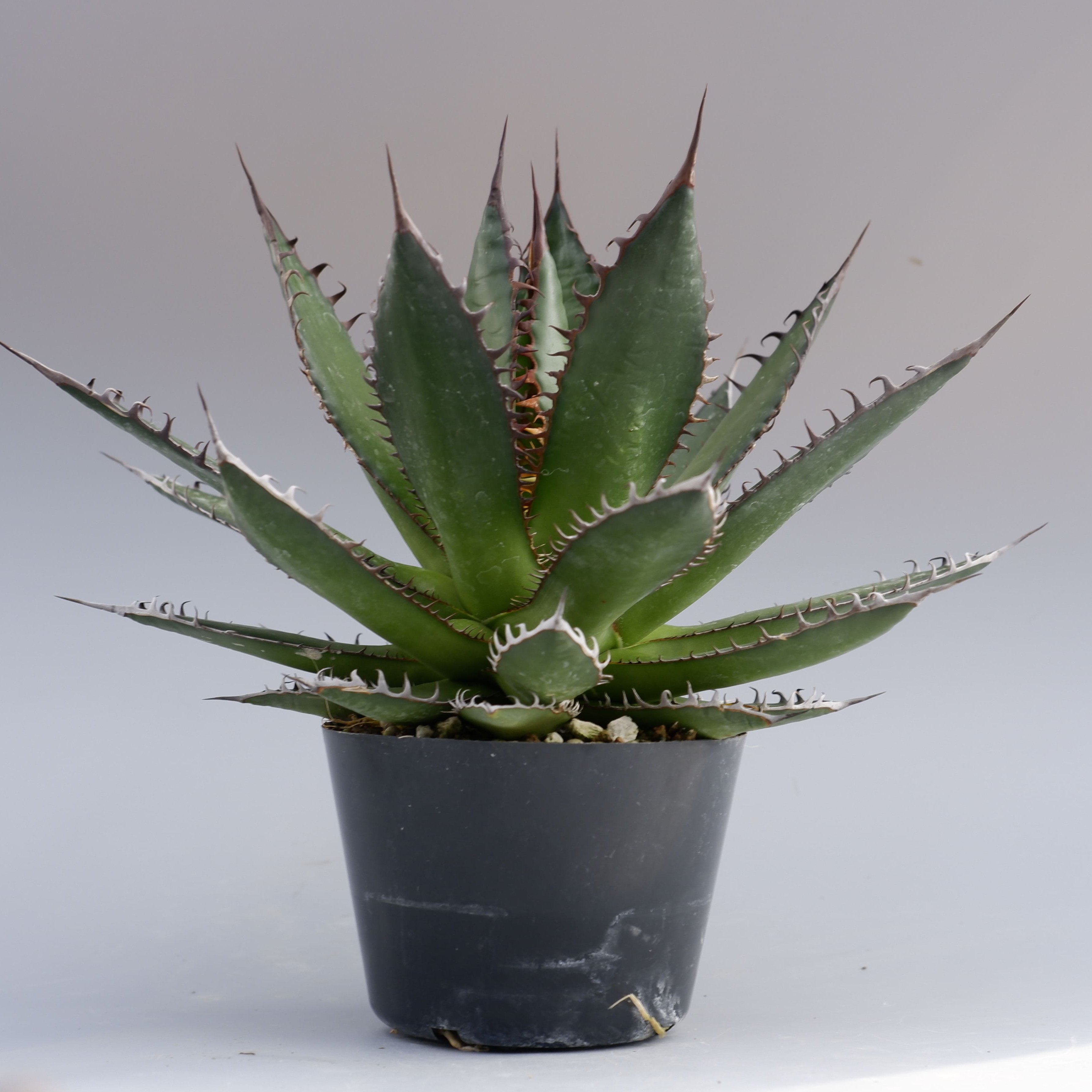 アガベ ホリダ 036 Agave horrida 強棘 | Sunny Branch
