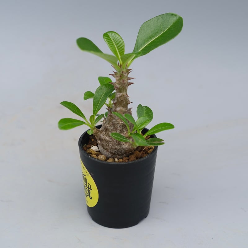 パキポディウム ウィンゾリー 実生株 053 Pachypodium windsorii |