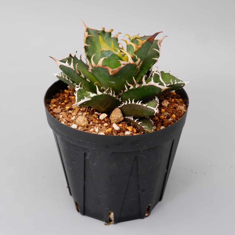 アガベ チタノタ レッドキャットウィーズル Agave titanota Red Catwee