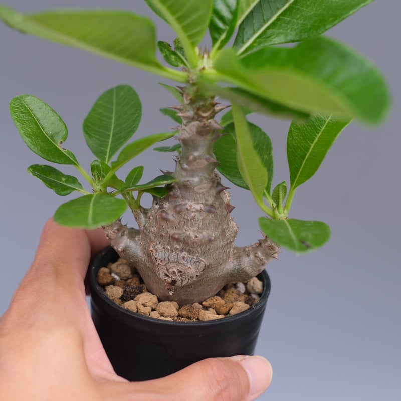 パキポディウム ウィンゾリー 実生株 058 Pachypodium windsorii |