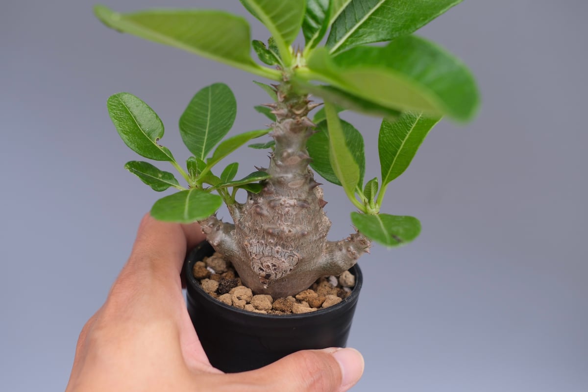 パキポディウム ウィンゾリー 実生株 058 Pachypodium windsorii |