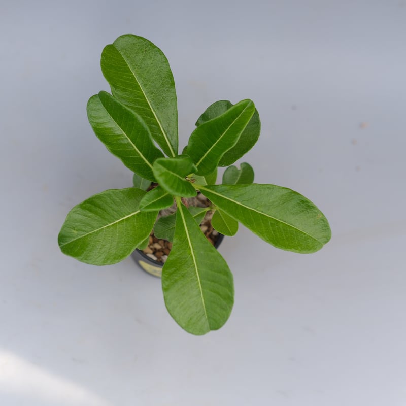 パキポディウム ウィンゾリー 実生株 057 Pachypodium windsorii