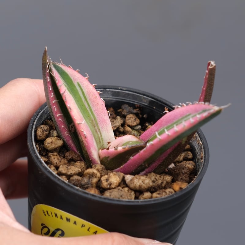 アガベ チタノタ スナグルトゥース Agave titanota Snaggle Tooth