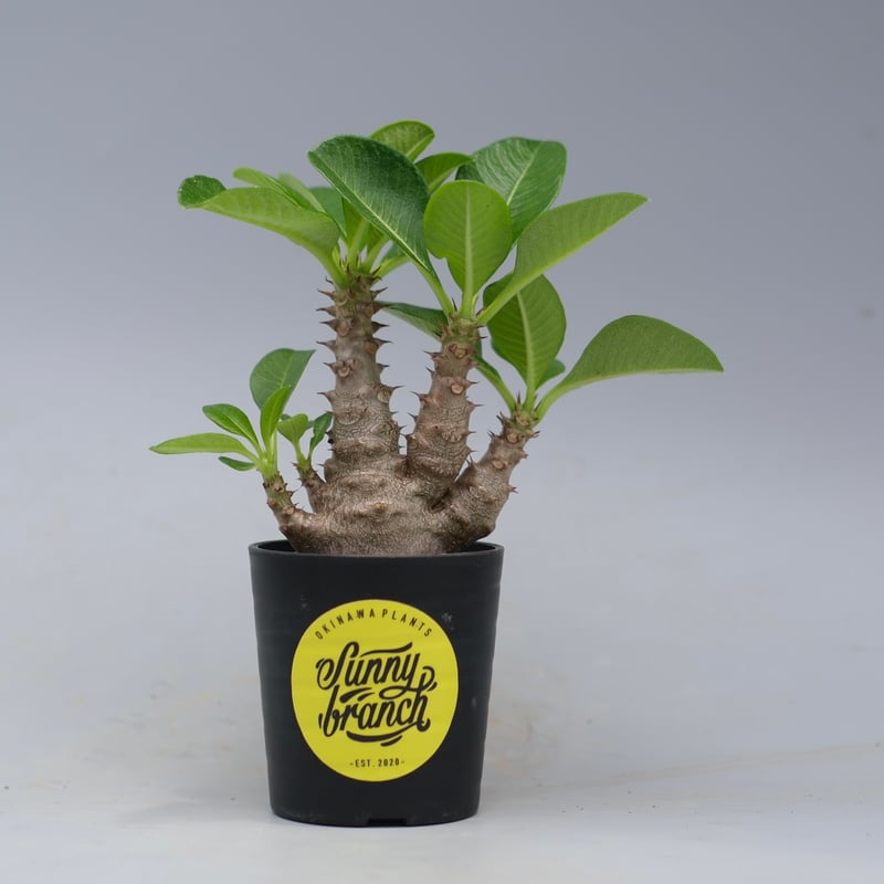 パキポディウム ウィンゾリー 実生株 052 Pachypodium windsorii |