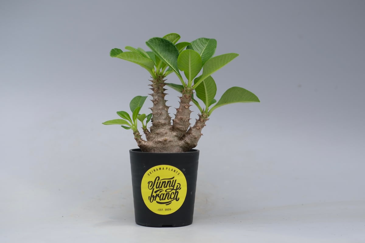 パキポディウム ウィンゾリー 実生株 052 Pachypodium windsorii |