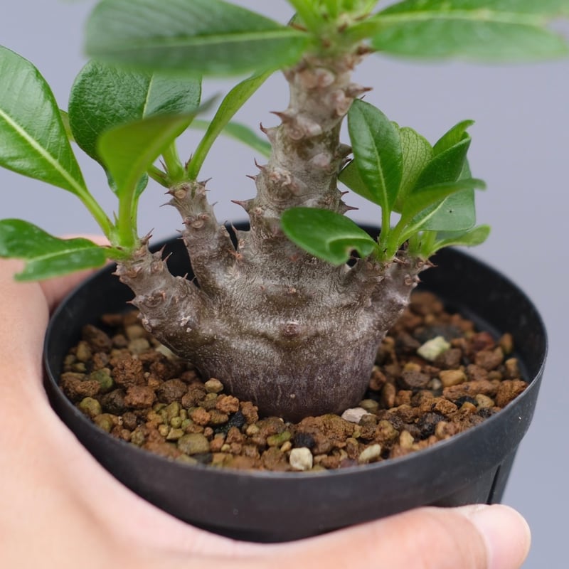 パキポディウム ウィンゾリー 実生株 039 Pachypodium windsorii |