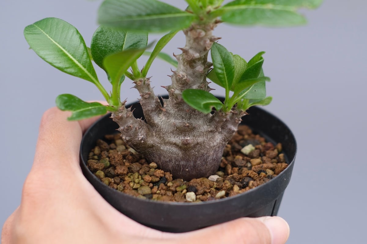 パキポディウム ウィンゾリー 実生株 039 Pachypodium windsorii |