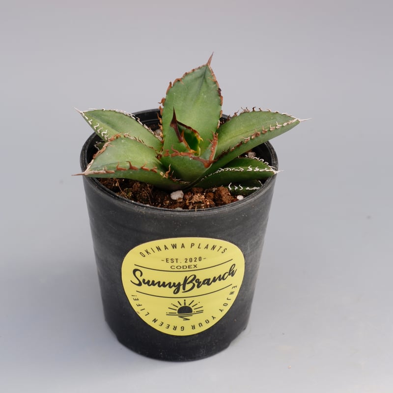 アガベ オテロイ 実生株 Agave oteroi seeding 073 | Sunny