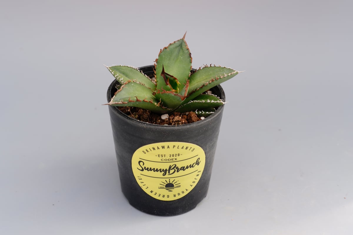 アガベ オテロイ 実生株 Agave oteroi seeding 073 | Sunny