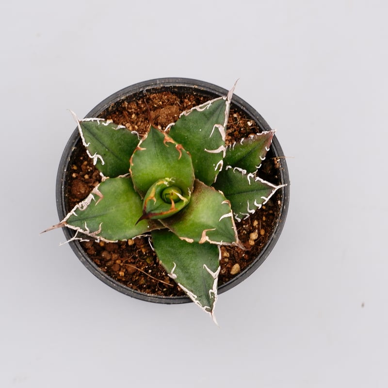アガベ チタノタ シーザー Ramat Planter #59 × アガベ チタノタ