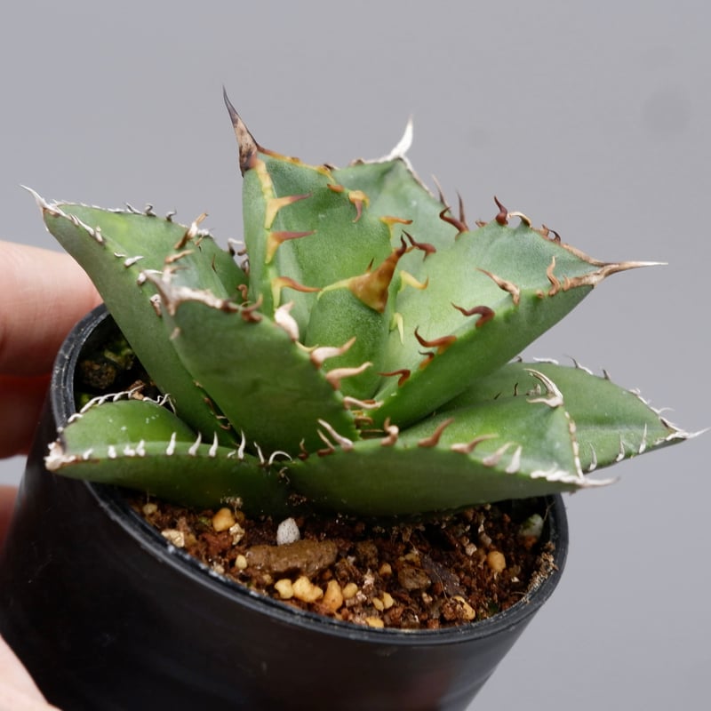 アガベ チタノタ 海王 Agave titanota 海王 004 | Sunny Branch