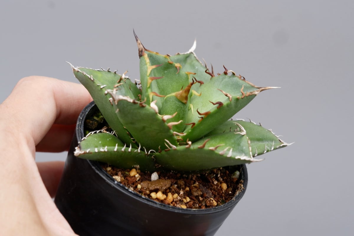 アガベ チタノタ 海王 Agave titanota 海王 004 | Sunny Branch